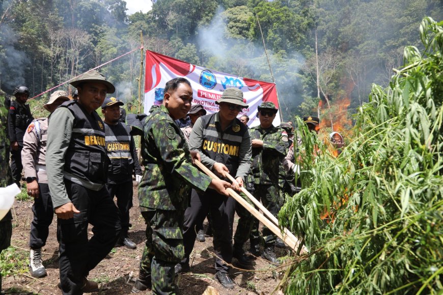 2,5 Hektar Ladang Ganja Di Aceh Besar Dimusnahkan BNN